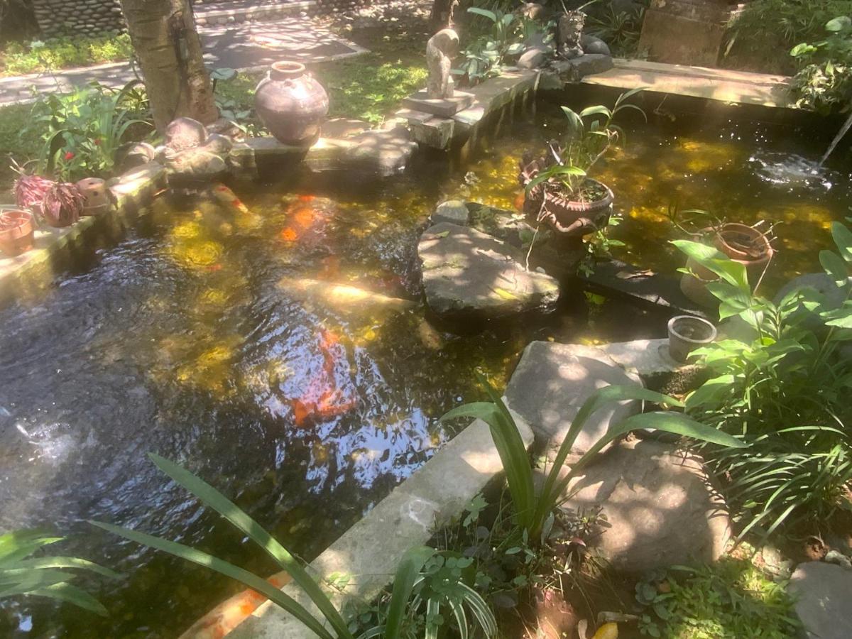 Koi