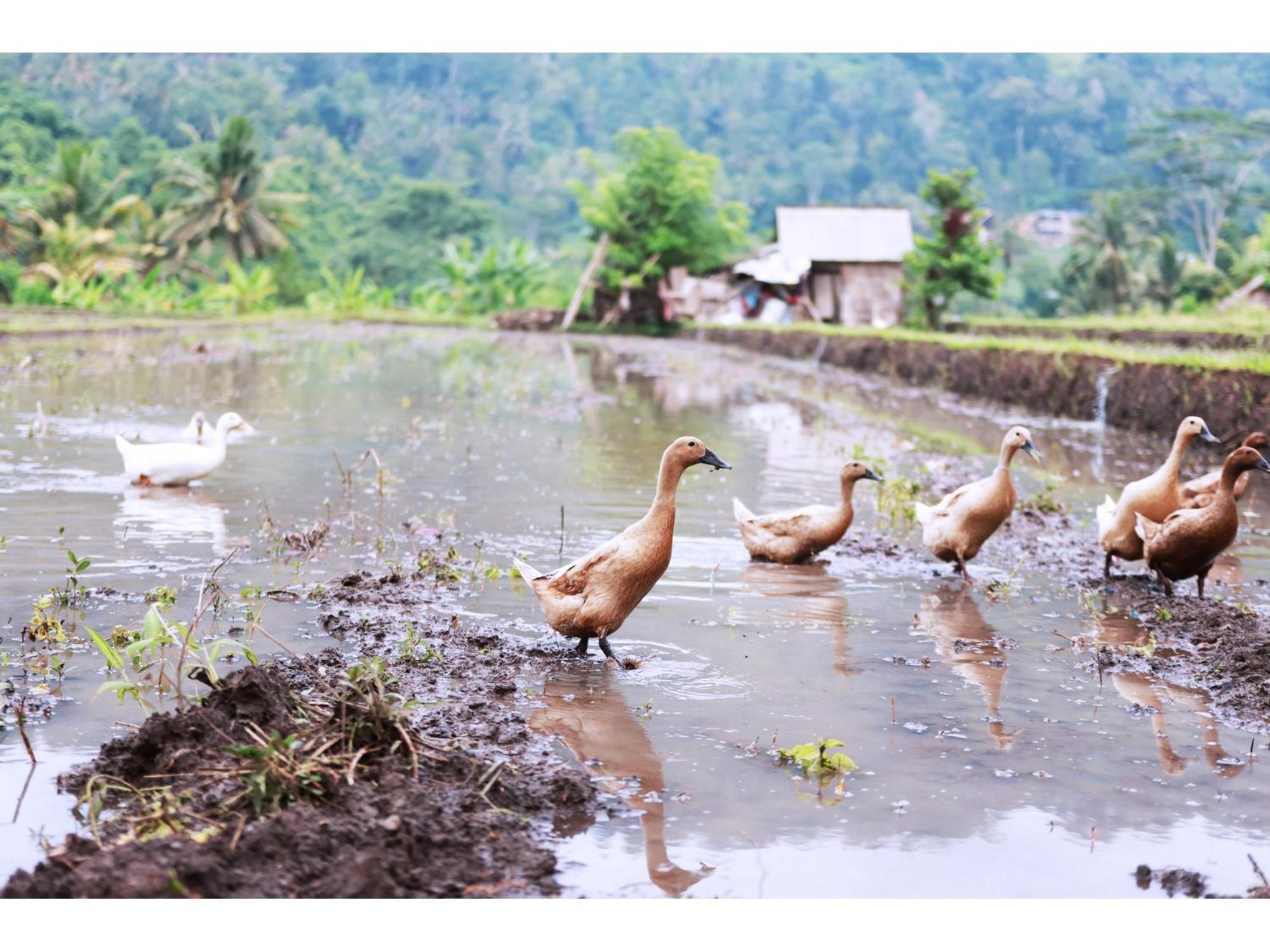 Gongwi Sidemen (Bali)