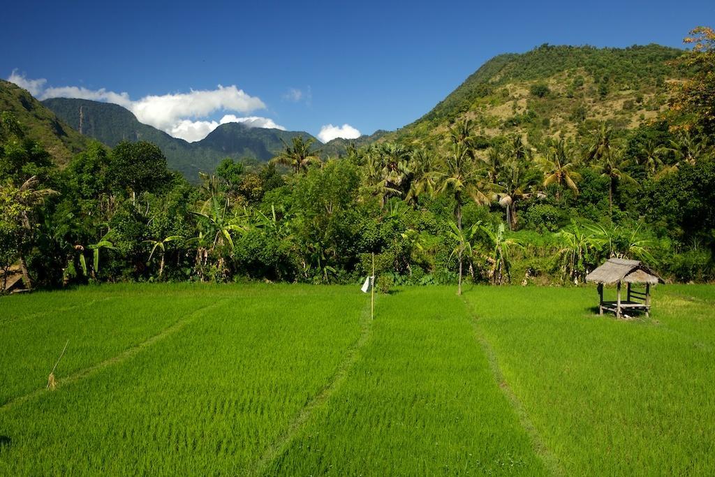 The Kampung * Amed (Bali)