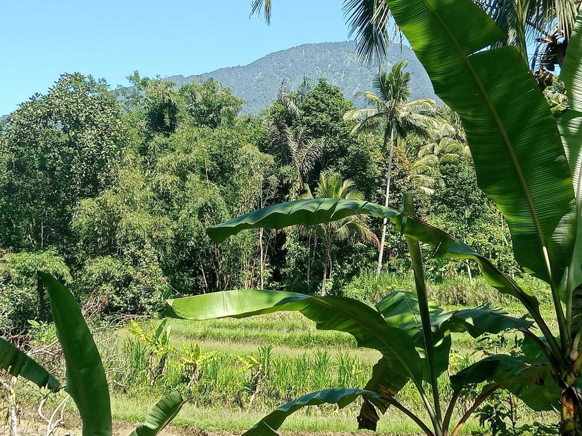 Farm stay Duegoal Jatiluwih