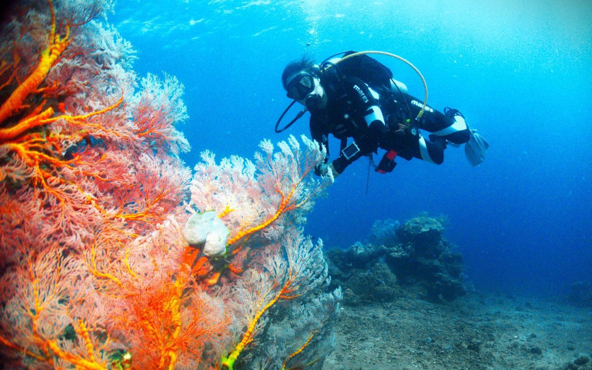 Kura Kura Divers