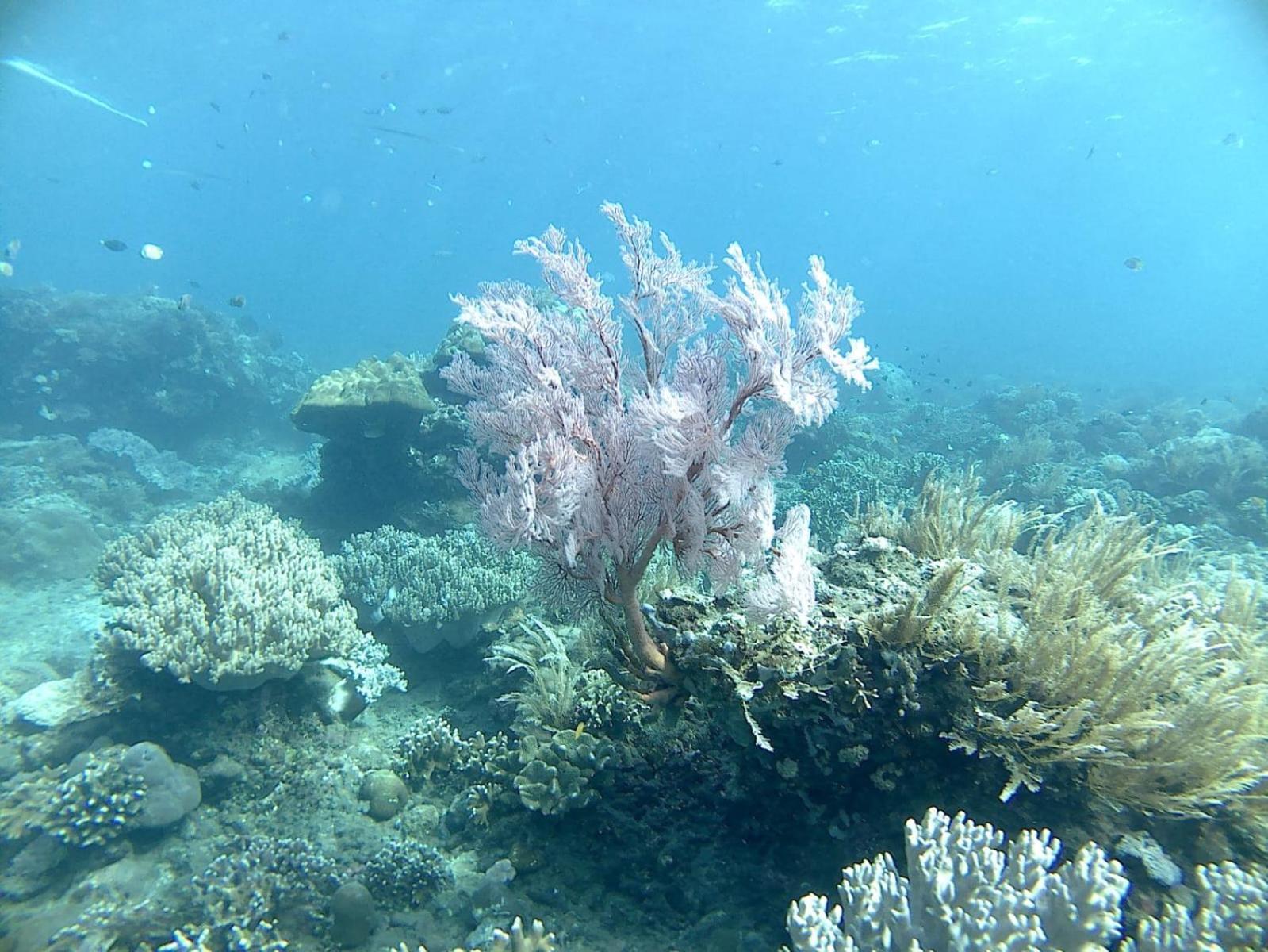 Wisma tamu Putra'lebah Amed (Bali)