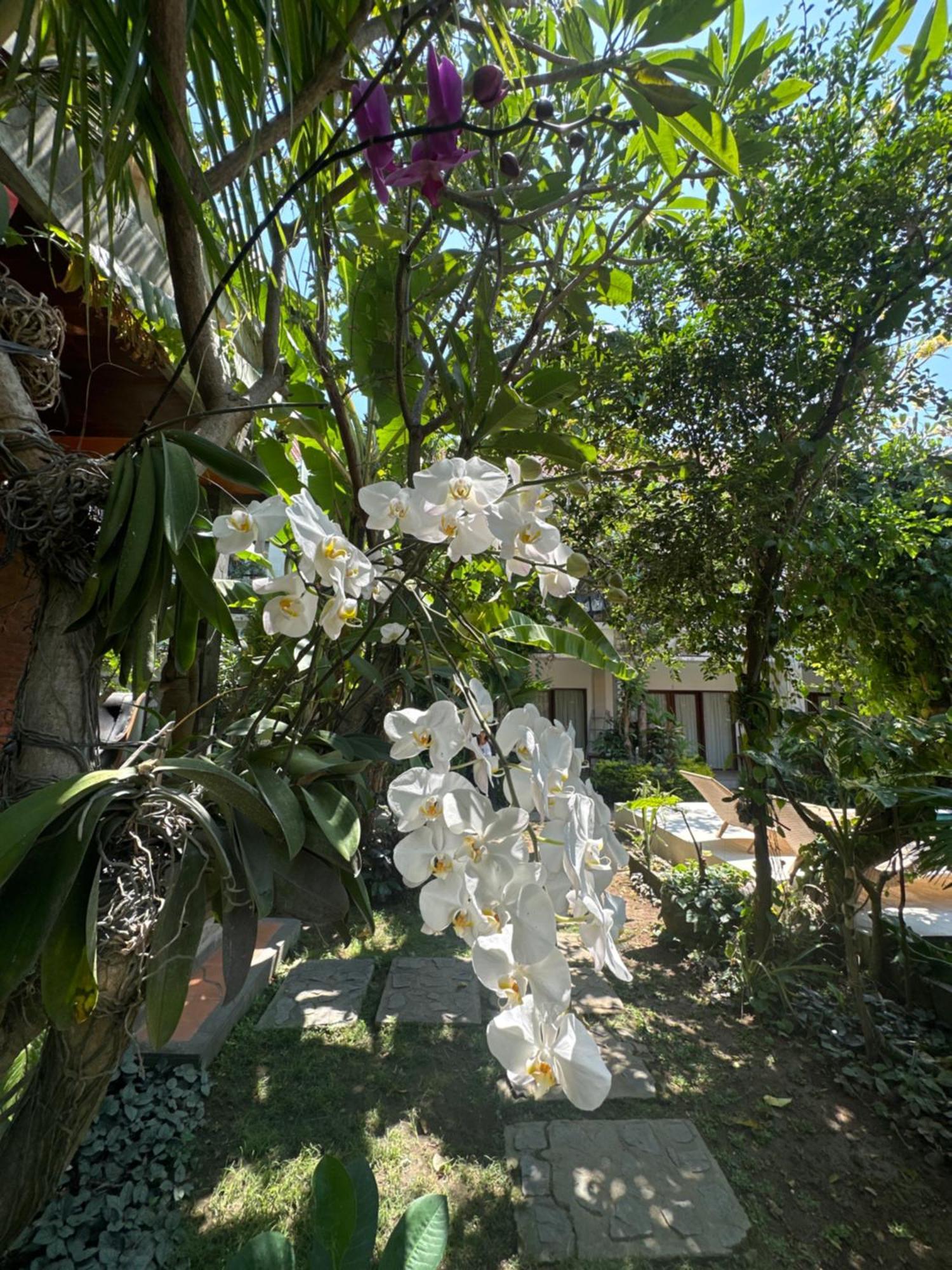 Guest house Diuma Yoga Meditation Retreat And Healing Center 2*