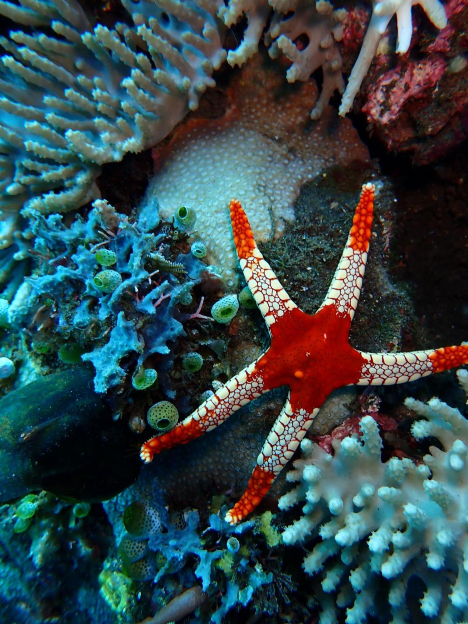 Palm Springs Bali Dive Resort 4*