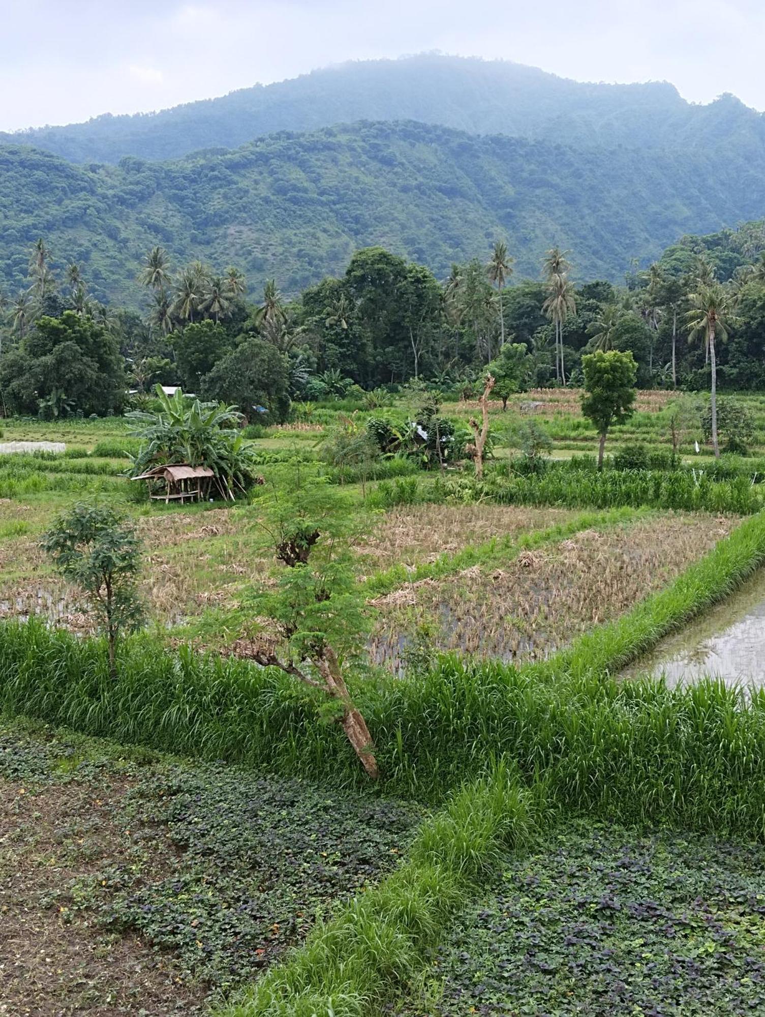 Stop Homestay, Rooftop Restaurant And Bar Wisma tamu Amed (Bali)