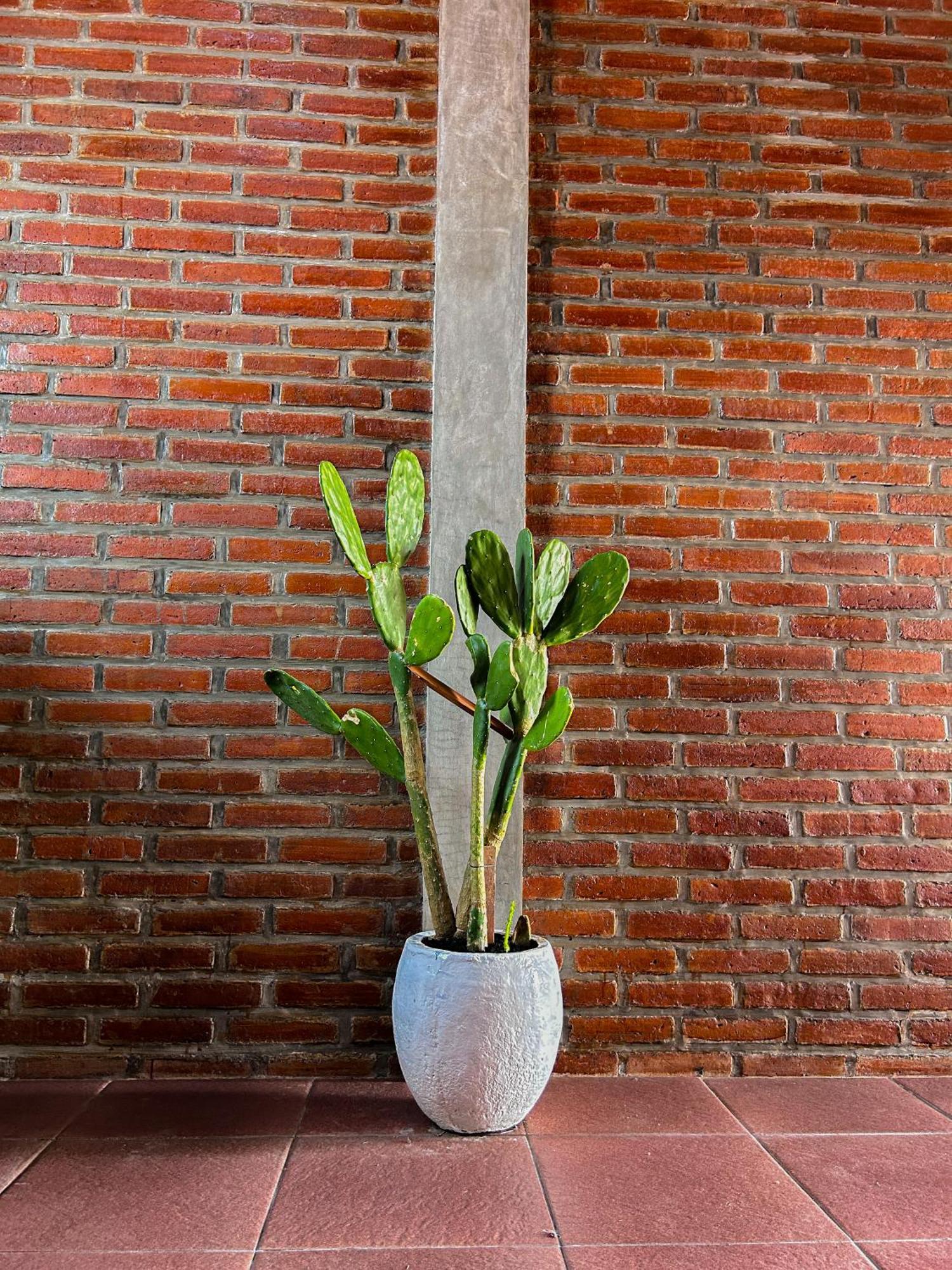 Lemon Canggu (Bali)