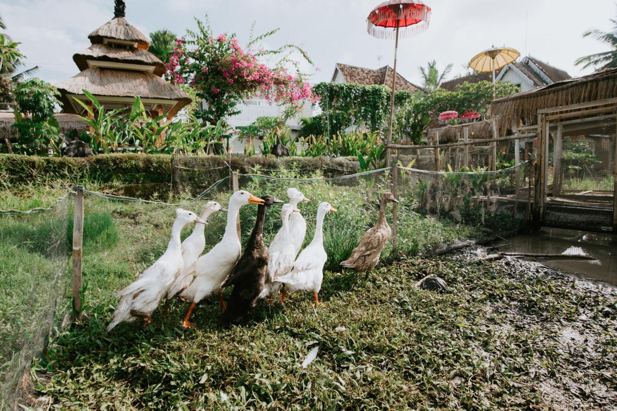 The Rice Joglo Eco-stay Guest house