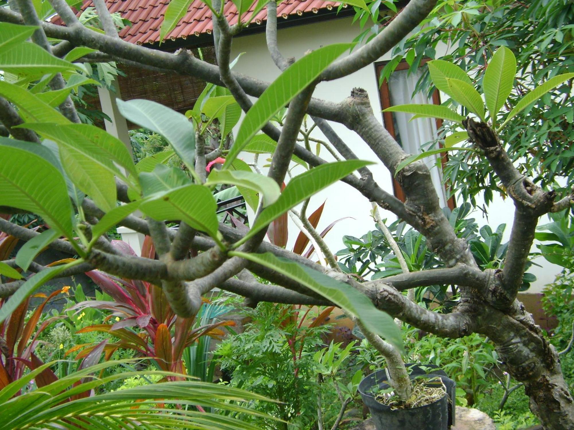 Sinar Bali 2 Amed (Bali)
