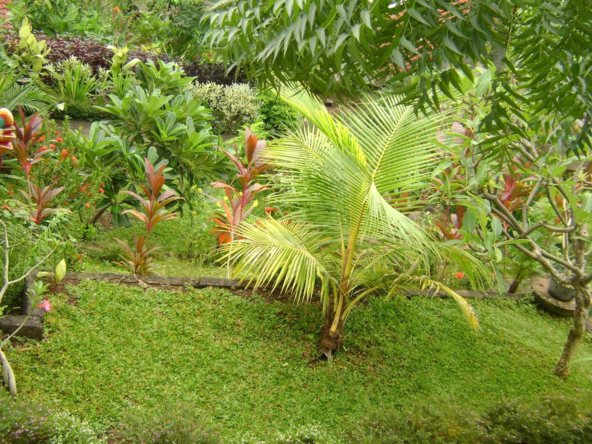 Sinar Bali 2 * Amed (Bali)