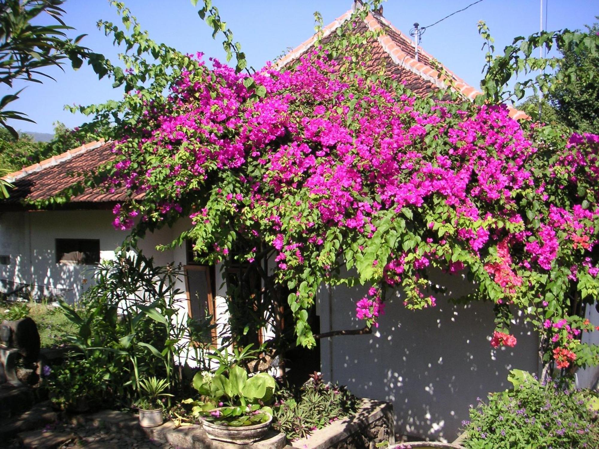 Sananda 3* Lovina (Bali)