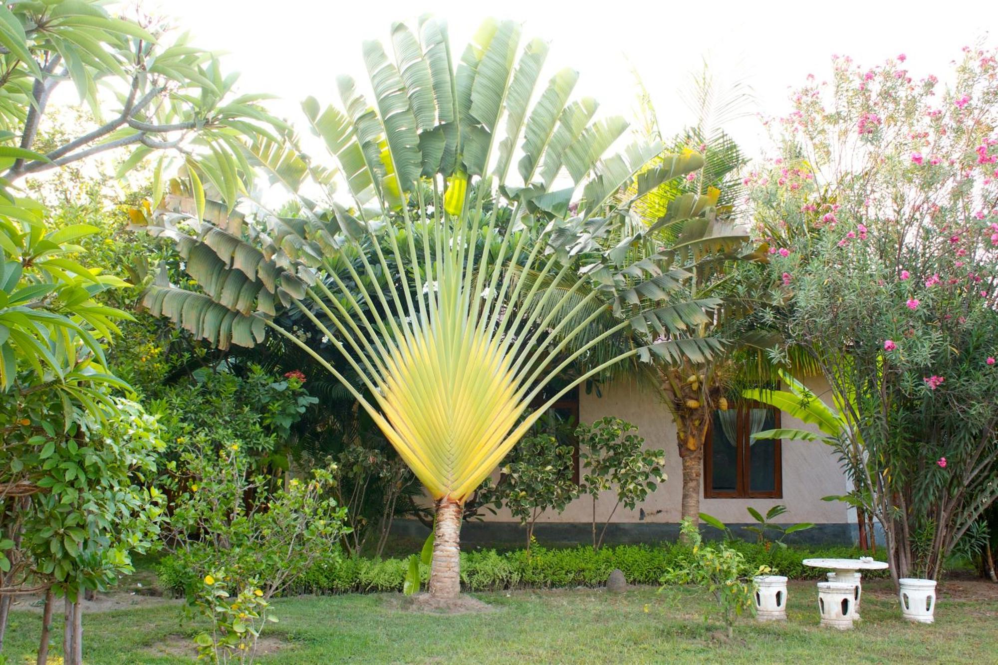 Bali Oase 2* Pemuteran (Bali)