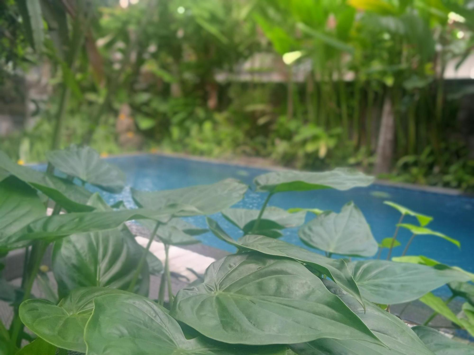 Tanah Semujan Guest house Ubud (Bali)