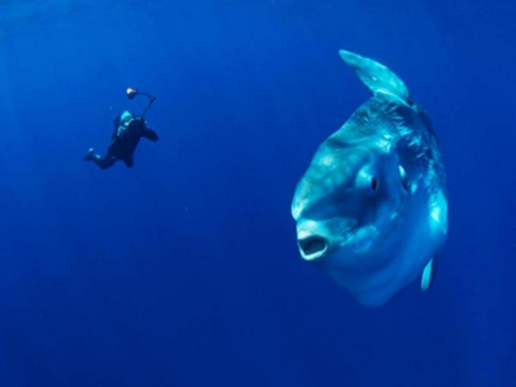 Wreck Divers & Restaurant Resort Tulamben (Bali)
