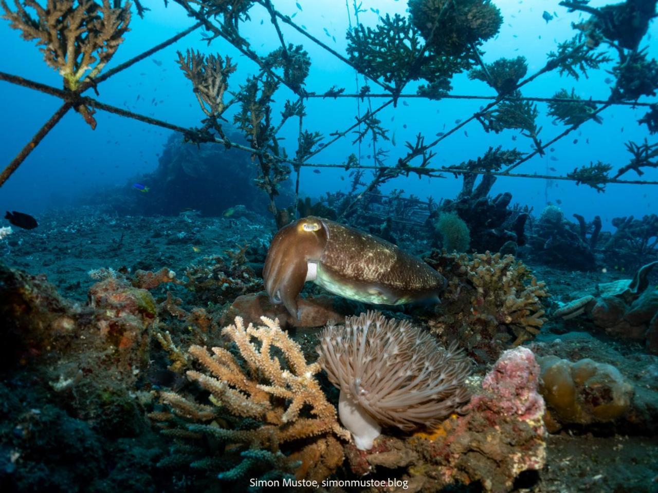Teluk Karang Dive &