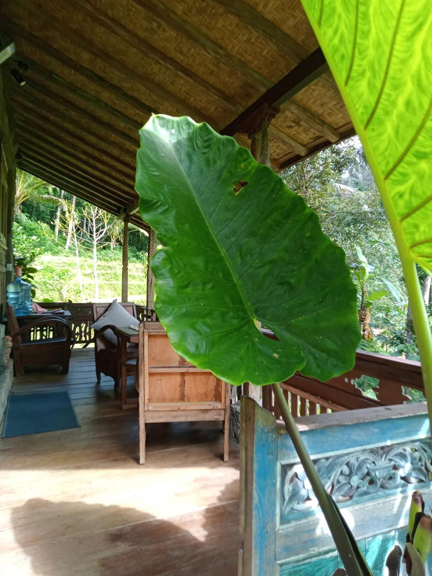 Farm stay Duegoal Jatiluwih