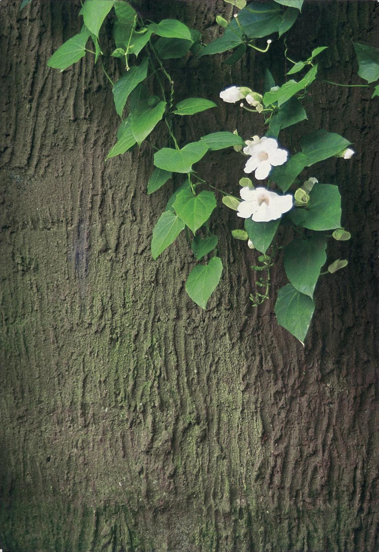 Wapa Di Ume - Chse Certified