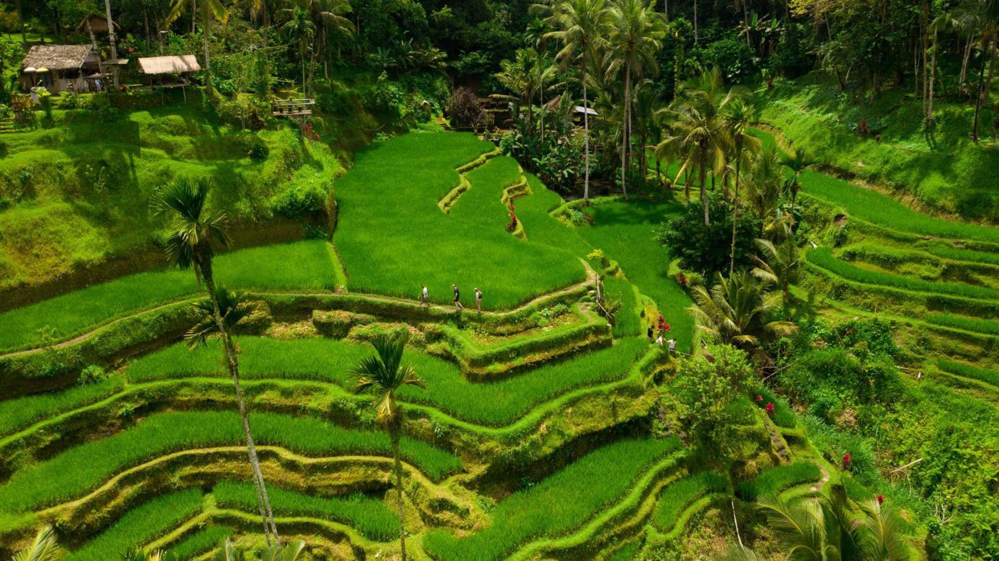 Resort Alila Ubud Gianyar (Bali)
