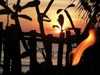 Coconuts Hummingbird * Jimbaran (Bali)