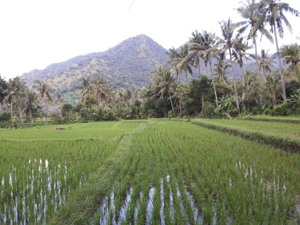 Ode Resto 2* Pemuteran (Bali)