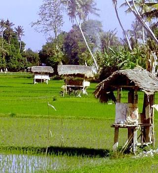 Ellies 2* Nusa Dua (Bali)
