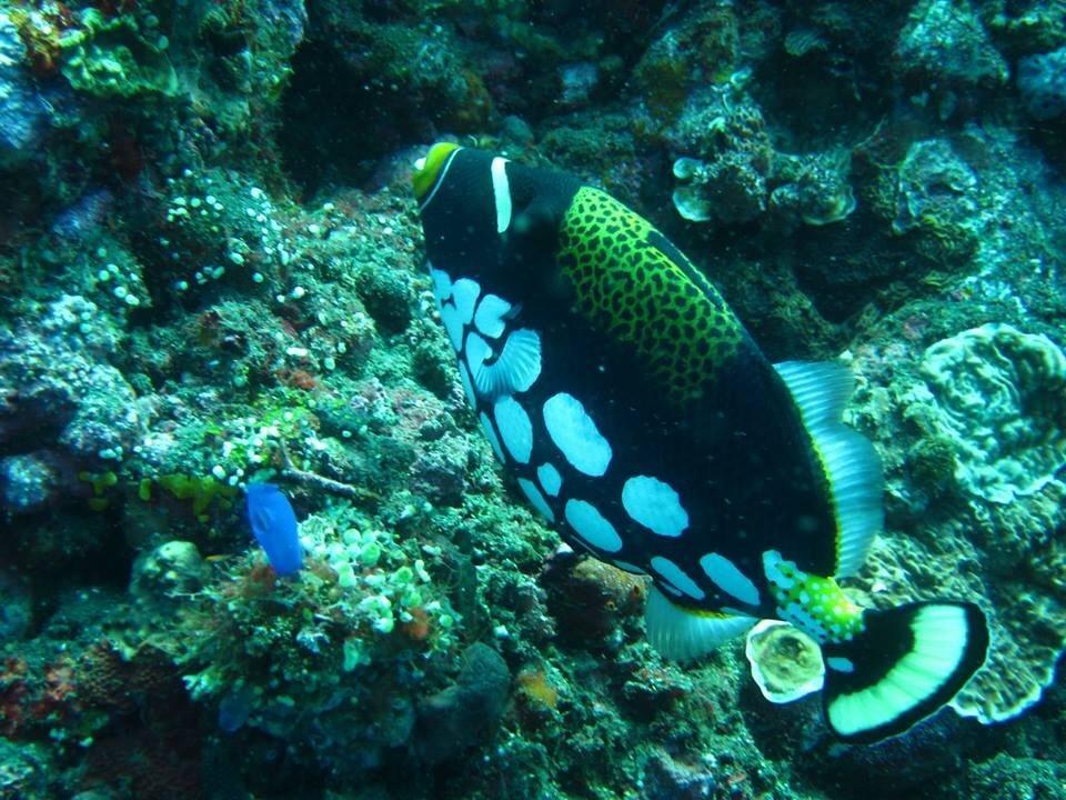 Soka * Amed (Bali)