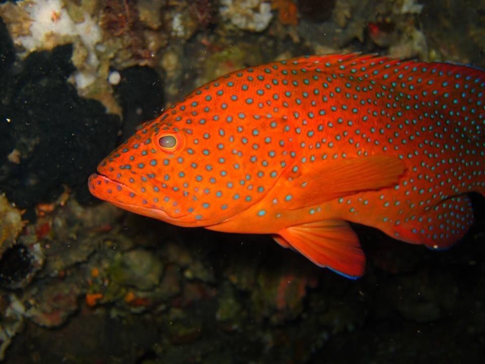 Soka Amed (Bali)