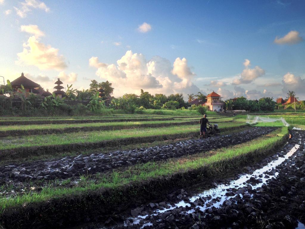Guest house Oasis Bali Canggu (Bali)