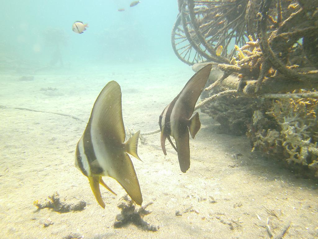 Biorock & Dive Center Pemuteran (Bali)