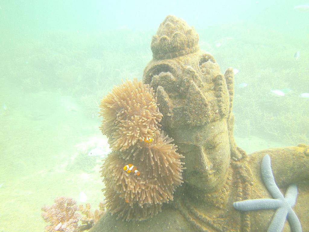 Homestay Biorock & Dive Center Pemuteran (Bali)