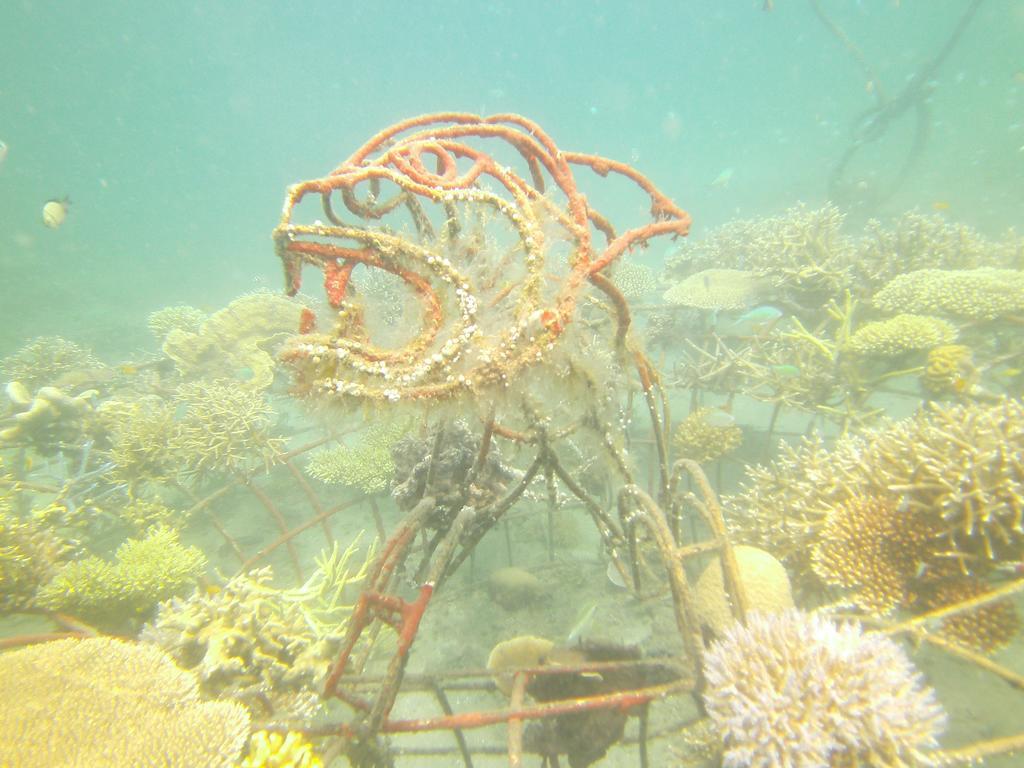 Homestay Biorock & Dive Center *