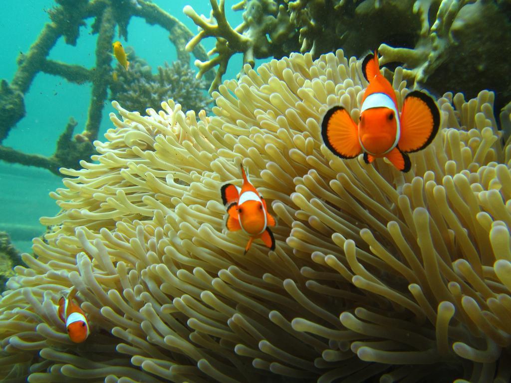 Biorock & Dive Center