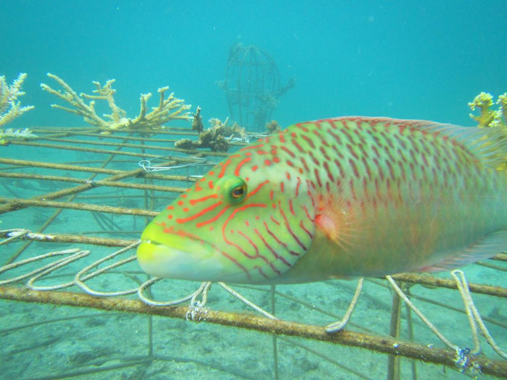 Homestay Biorock & Dive Center *