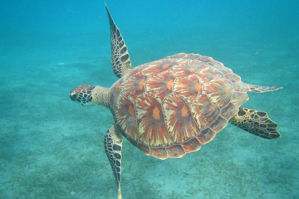 Biorock & Dive Center