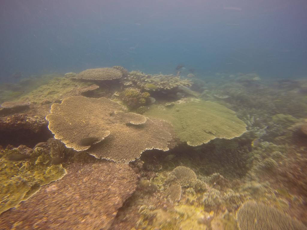 Homestay Biorock & Dive Center *