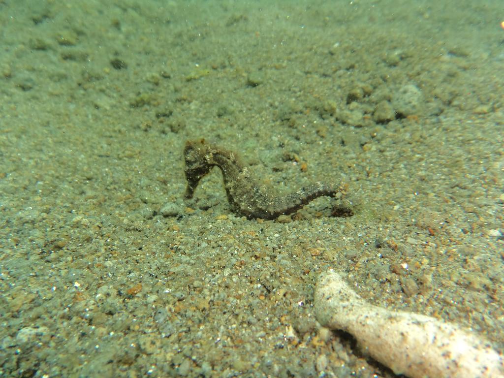Biorock & Dive Center Pemuteran (Bali)