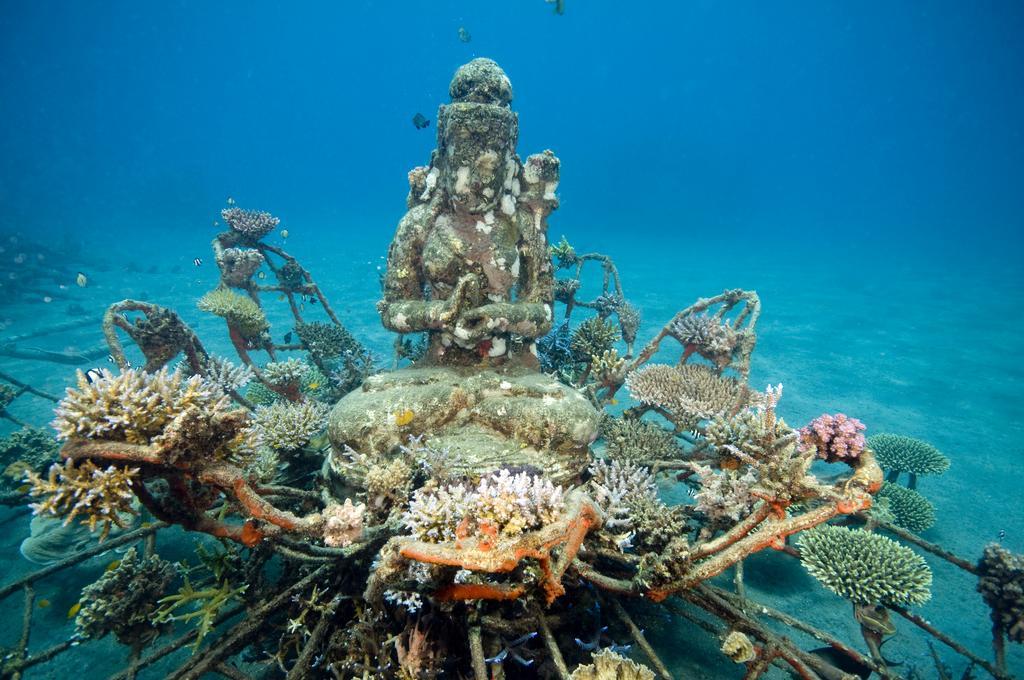 Homestay Biorock & Dive Center Pemuteran (Bali)
