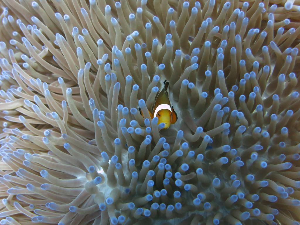 Pande Pemuteran (Bali)
