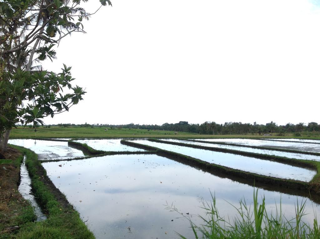 Paz Bali *