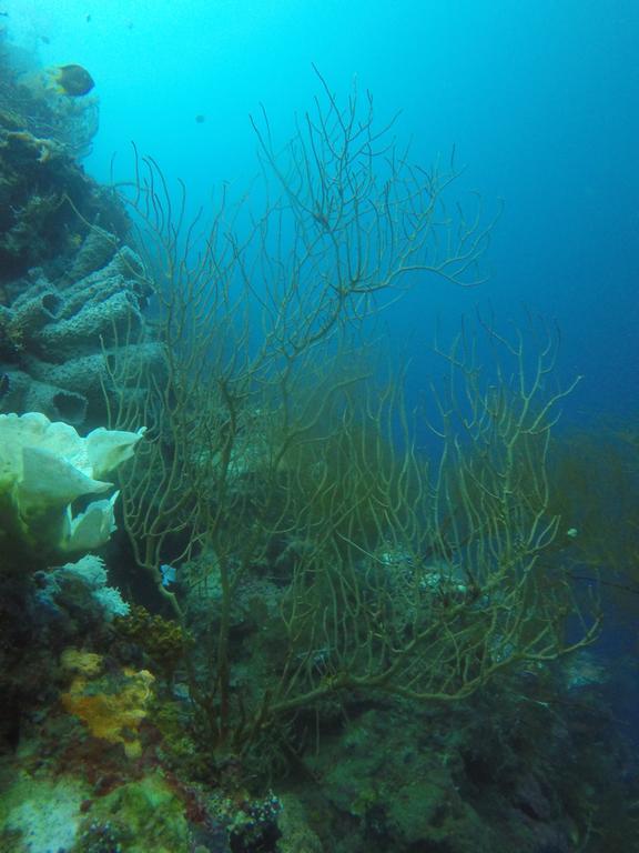 Biorock & Dive Center Pemuteran (Bali)