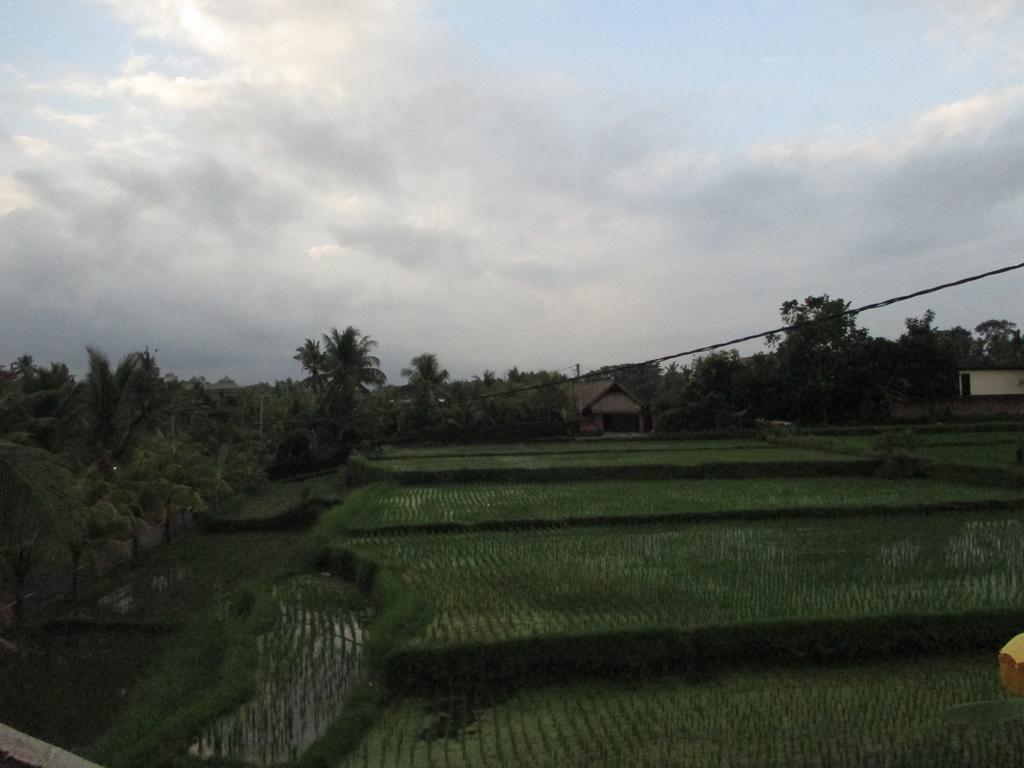 Guest house Ancut Sari *