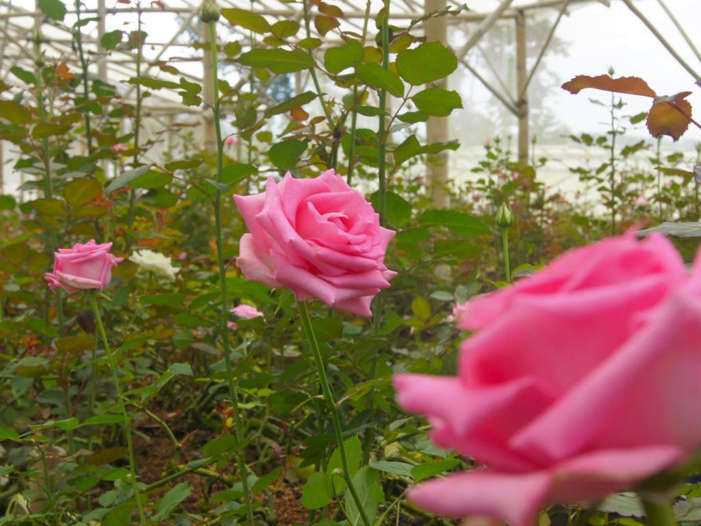Resor Bagus Agro Pelaga 3*
