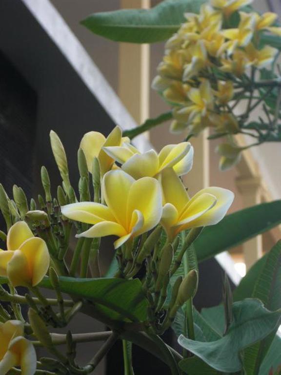 Homestay Kupukupu39 *