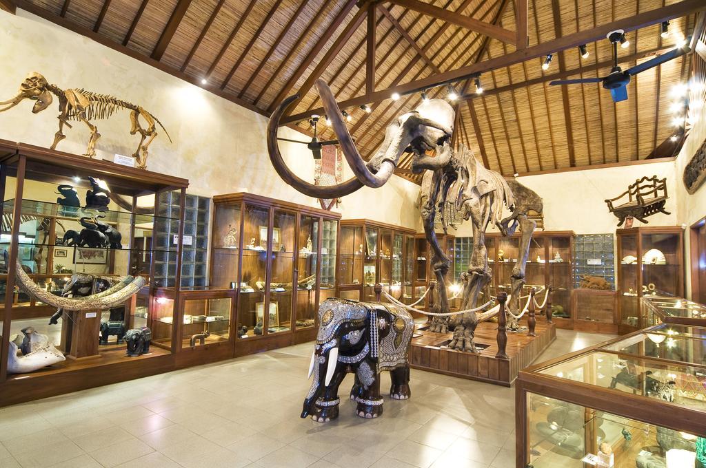 Mason Elephant 5*