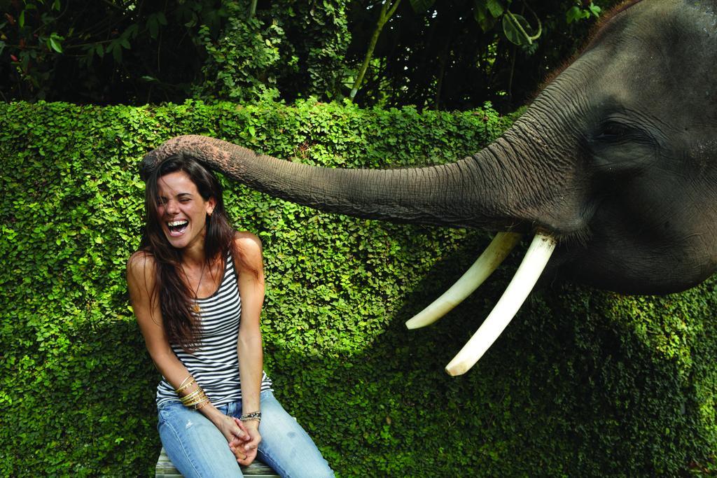 Mason Elephant Ubud (Bali)