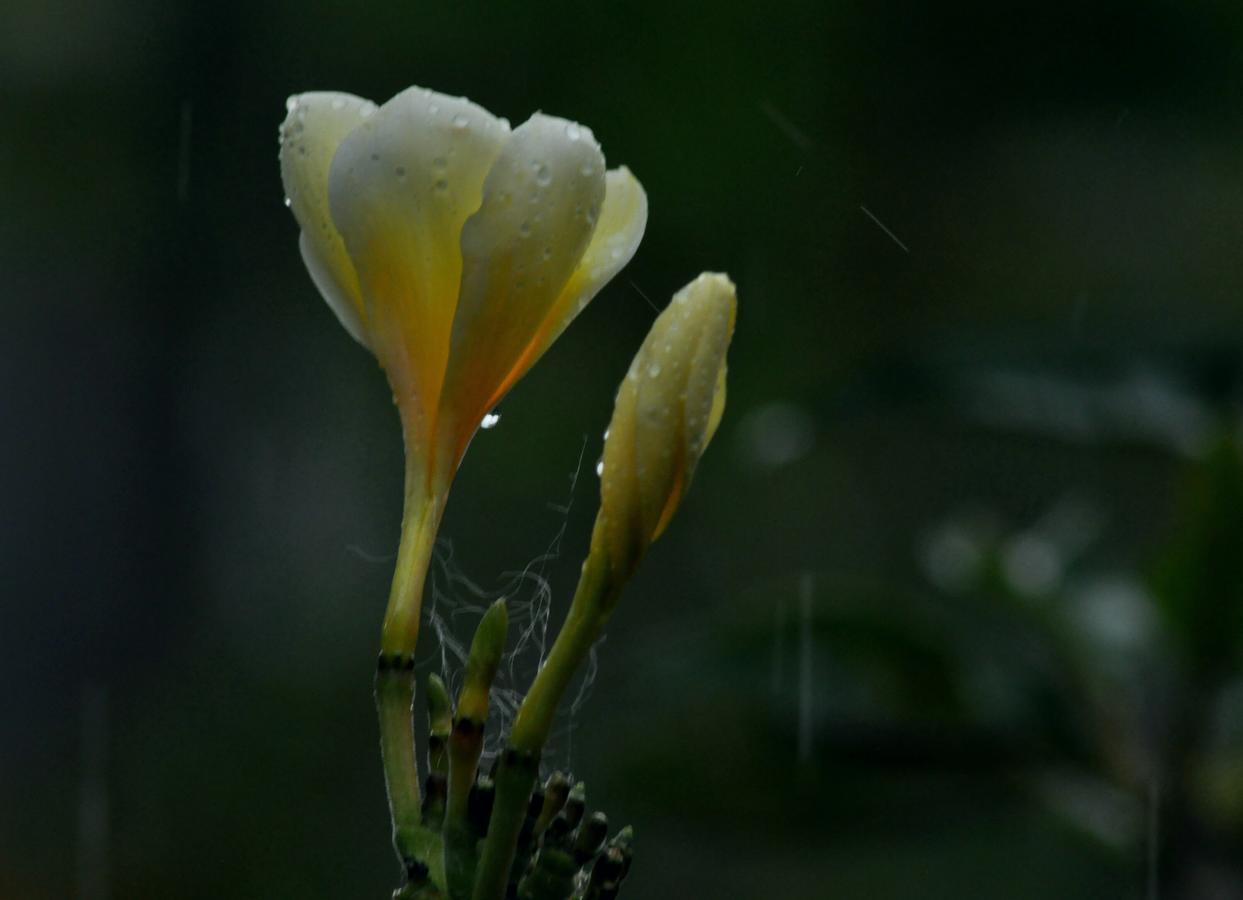 Don Biyu Munduk (Bali)