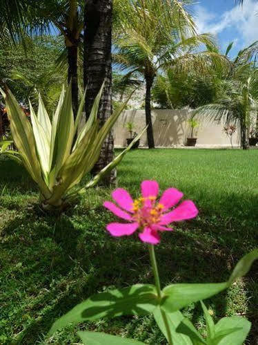 Apartment Coconuts Hummingbird