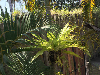 Canggu Bali Kuta (Bali)
