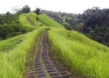 Royal Jepun Taman liburan Ubud (Bali)