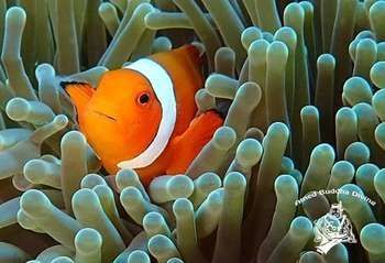 Alami Resort, Restaurant And Dive Center Wisma tamu Amed (Bali)