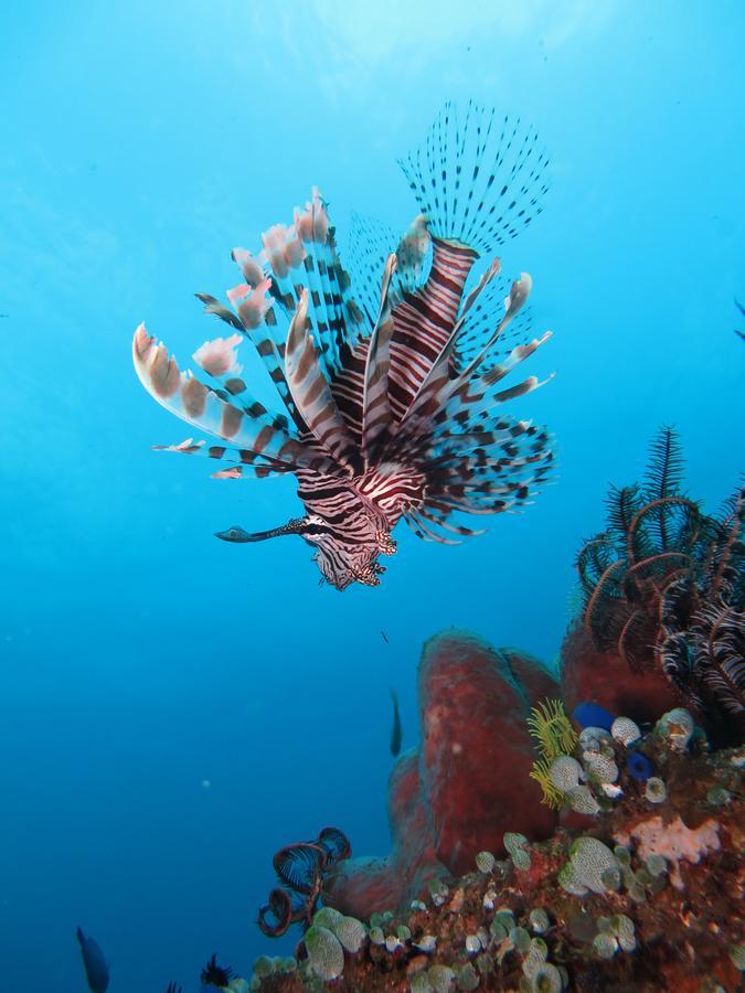Resort Jukung Dive Bali Amed (Bali)